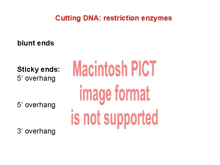 Cutting DNA: restriction enzymes blunt ends Sticky ends: 5’ overhang 3’ overhang 