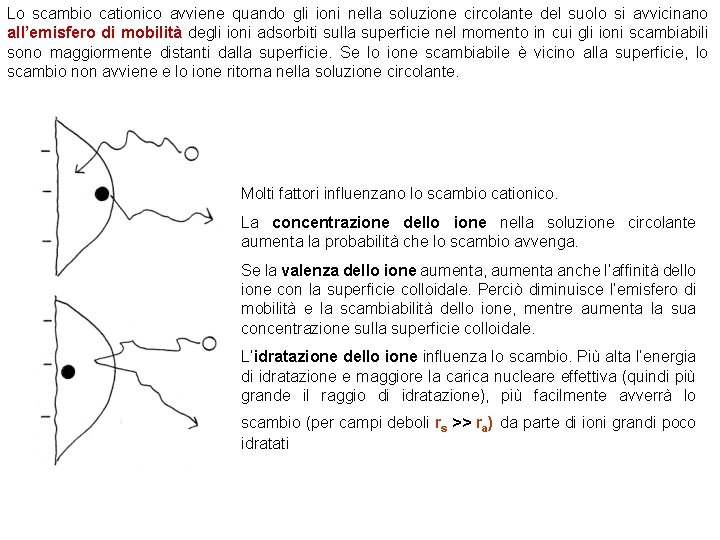 Ioni scambiabili La capacit di scambio ionico di