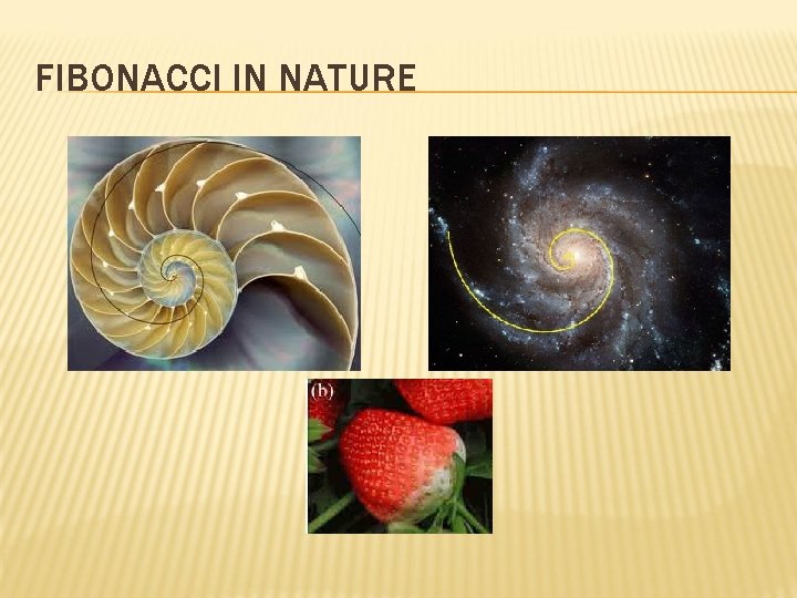 FIBONACCI IN NATURE 