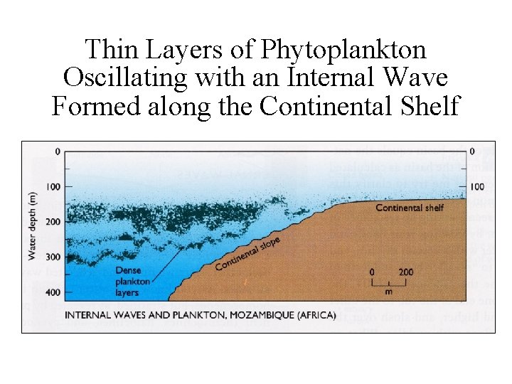 Thin Layers of Phytoplankton Oscillating with an Internal Wave Formed along the Continental Shelf