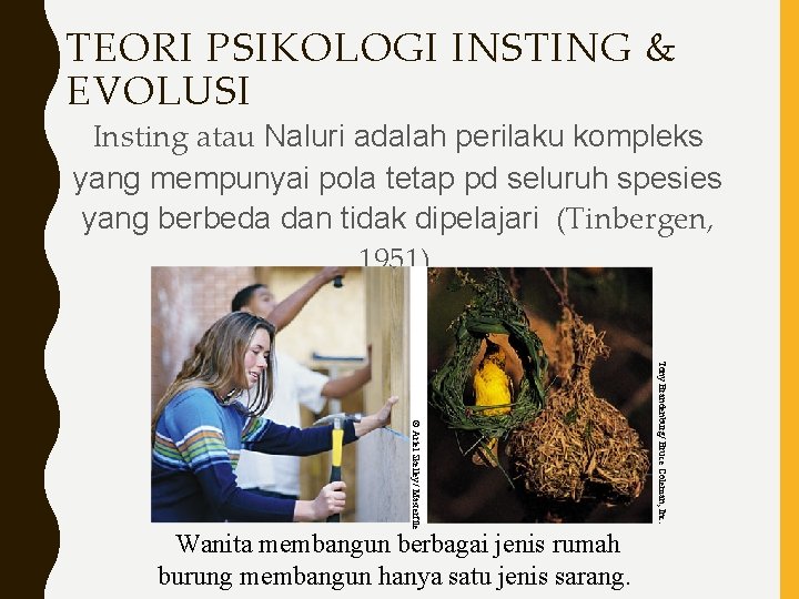 TEORI PSIKOLOGI INSTING & EVOLUSI Insting atau Naluri adalah perilaku kompleks yang mempunyai pola