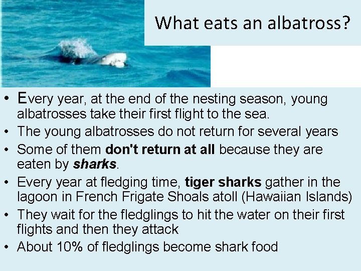  What eats an albatross? • Every year, at the end of the nesting
