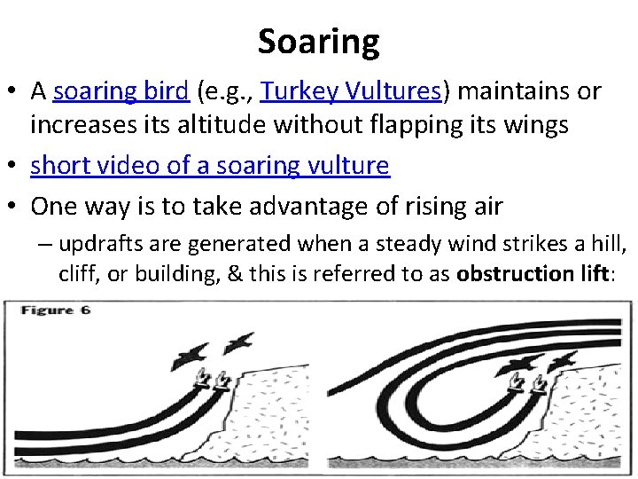 Soaring • A soaring bird (e. g. , Turkey Vultures) maintains or increases its