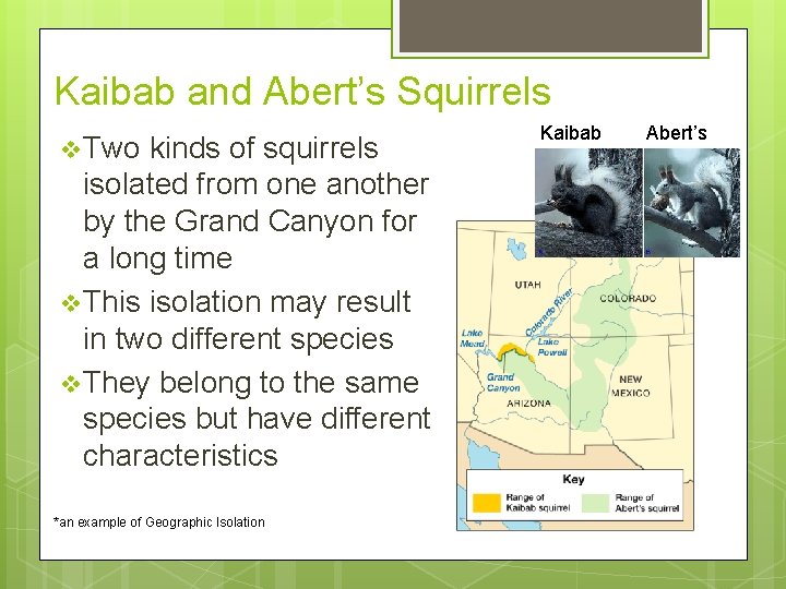 Kaibab and Abert’s Squirrels v Two kinds of squirrels isolated from one another by