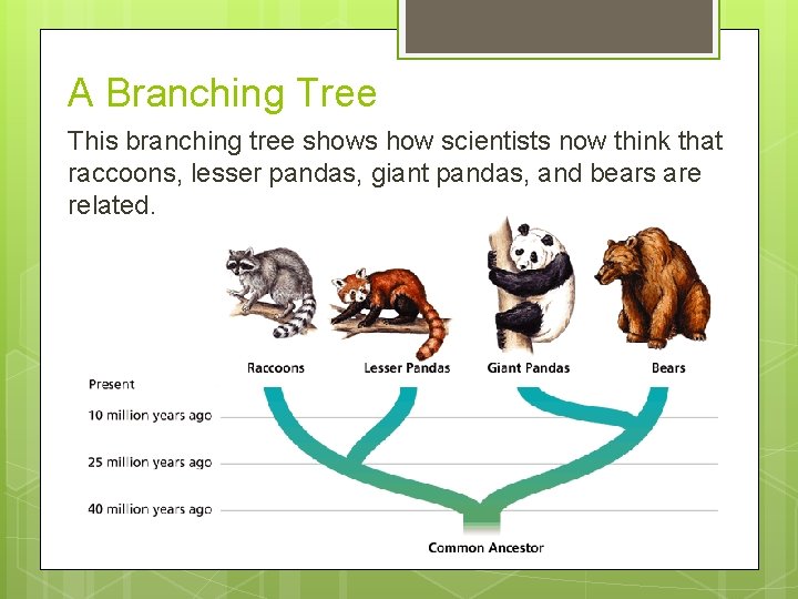 A Branching Tree This branching tree shows how scientists now think that raccoons, lesser