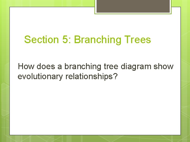 Section 5: Branching Trees How does a branching tree diagram show evolutionary relationships? 