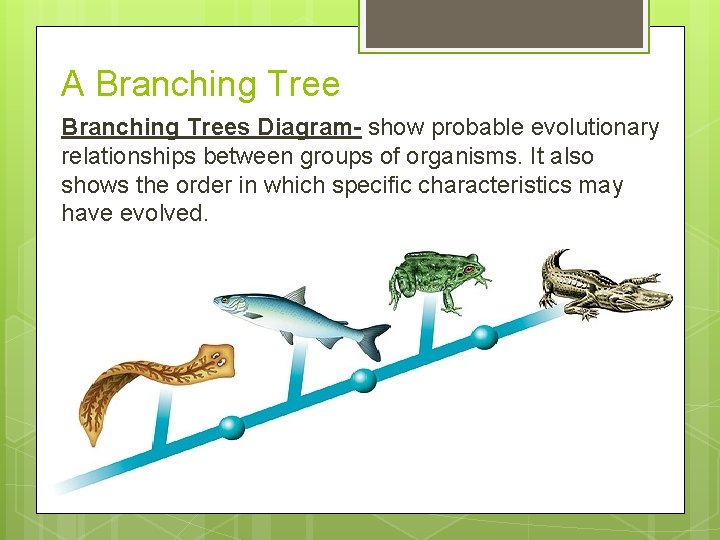 A Branching Trees Diagram- show probable evolutionary relationships between groups of organisms. It also