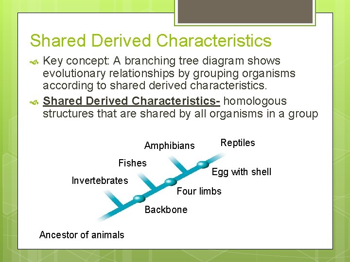 Shared Derived Characteristics Key concept: A branching tree diagram shows evolutionary relationships by grouping