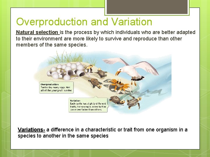 Overproduction and Variation Natural selection is the process by which individuals who are better