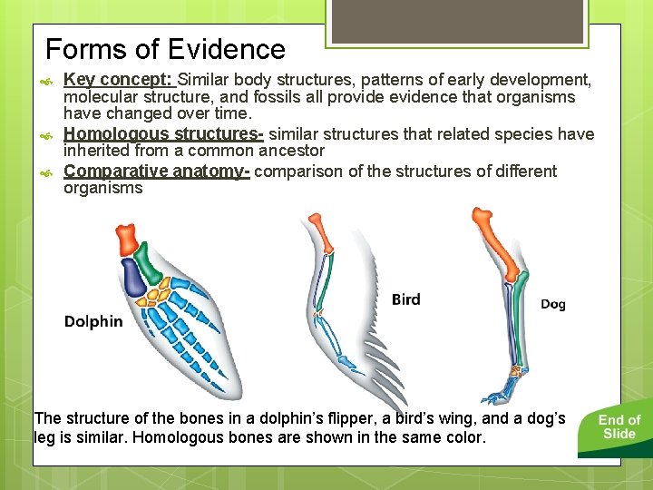 Forms of Evidence Key concept: Similar body structures, patterns of early development, molecular structure,