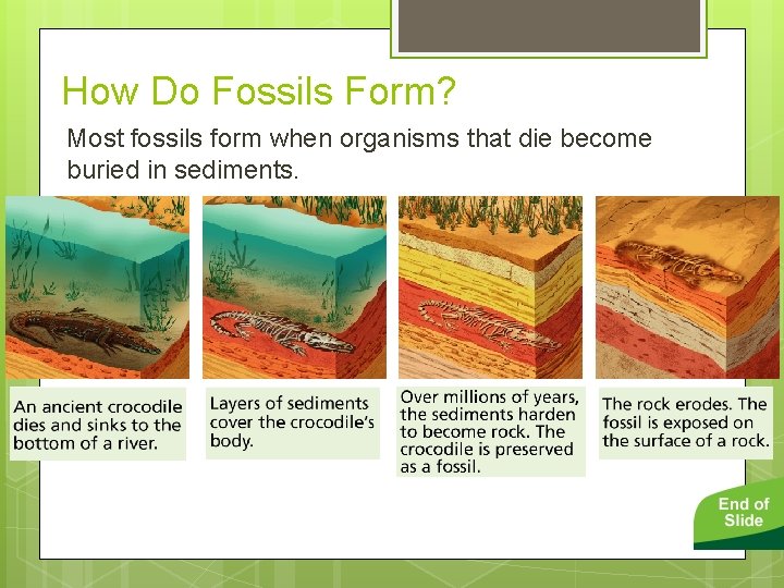 How Do Fossils Form? Most fossils form when organisms that die become buried in