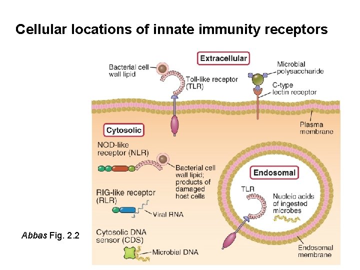 Cellular locations of innate immunity receptors Abbas Fig. 2. 2 