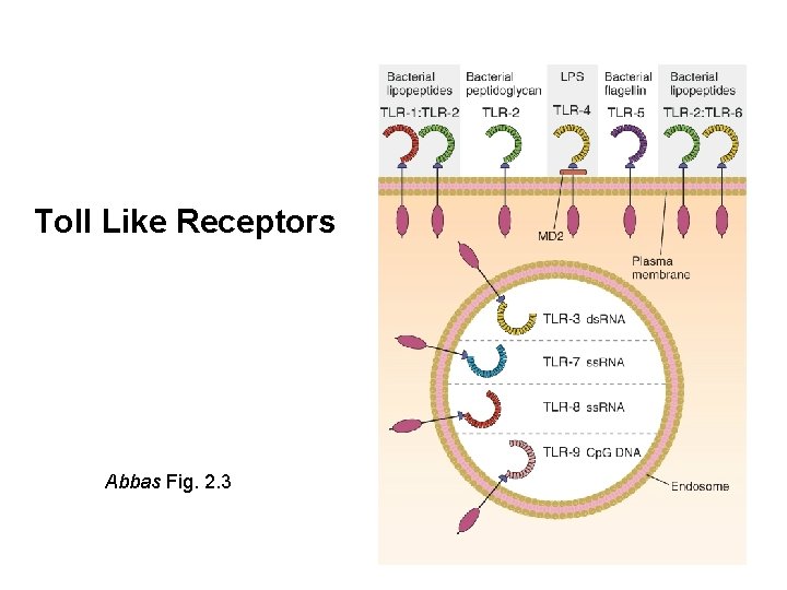 Toll Like Receptors Abbas Fig. 2. 3 