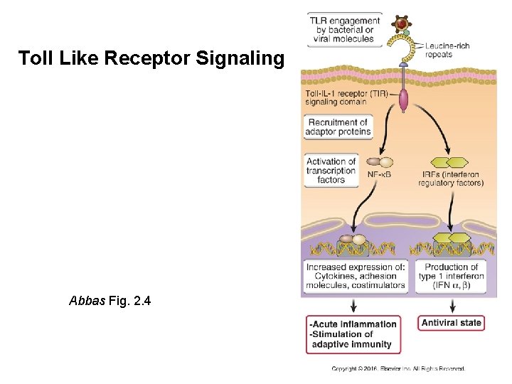 Toll Like Receptor Signaling Abbas Fig. 2. 4 