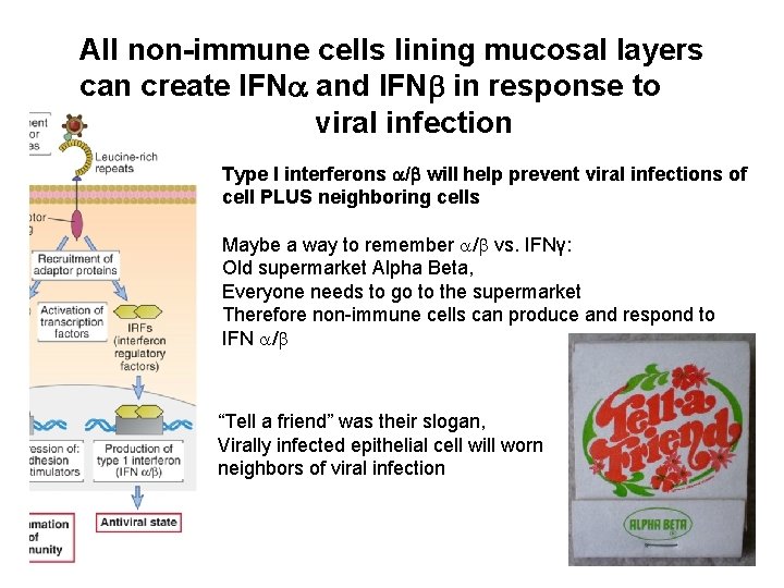 All non-immune cells lining mucosal layers can create IFN and IFN in response to