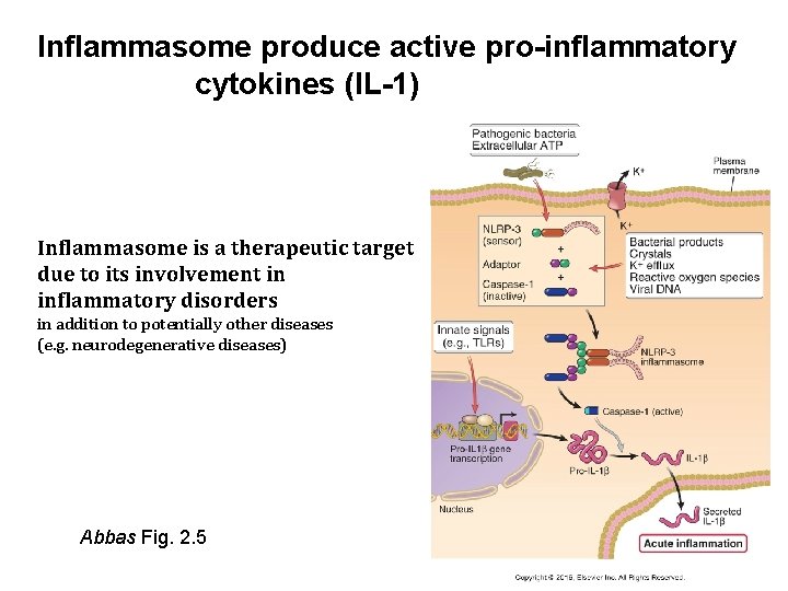 Inflammasome produce active pro-inflammatory cytokines (IL-1) Inflammasome is a therapeutic target due to its