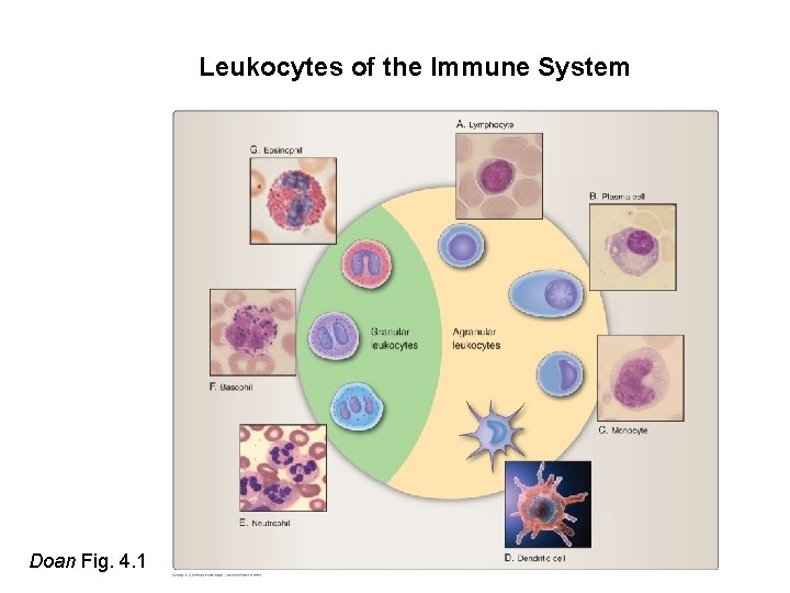 Leukocytes of the Immune System Doan Fig. 4. 1 