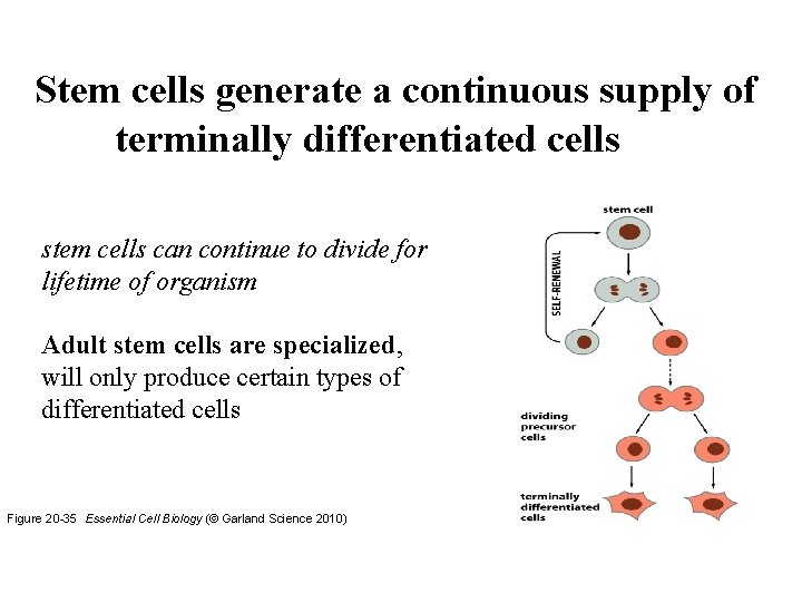 Stem cells generate a continuous supply of terminally differentiated cells stem cells can continue