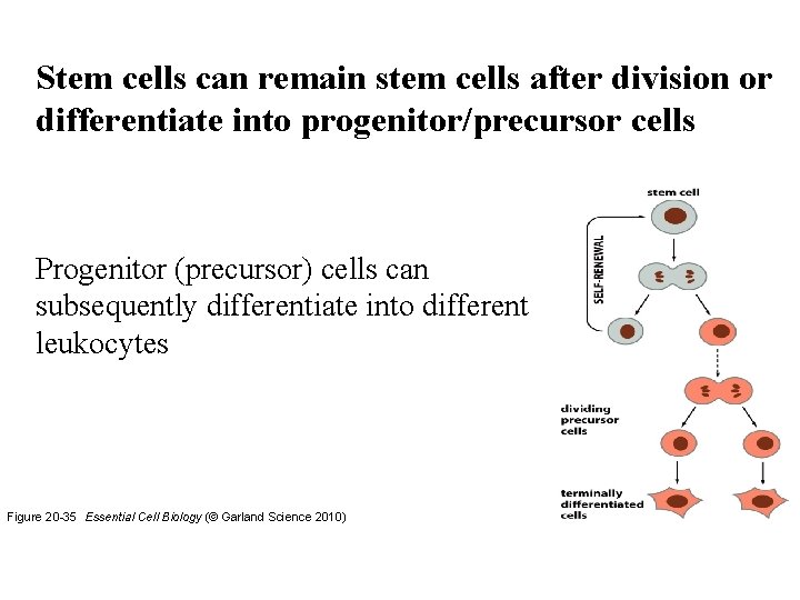 Stem cells can remain stem cells after division or differentiate into progenitor/precursor cells Progenitor