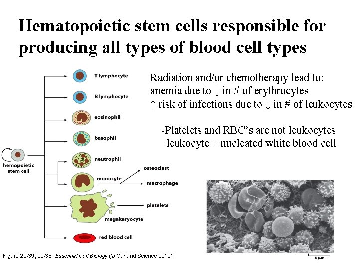 Hematopoietic stem cells responsible for producing all types of blood cell types Radiation and/or