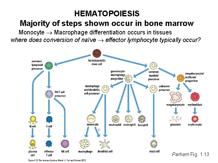 HEMATOPOIESIS Majority of steps shown occur in bone marrow Monocyte Macrophage differentiation occurs in