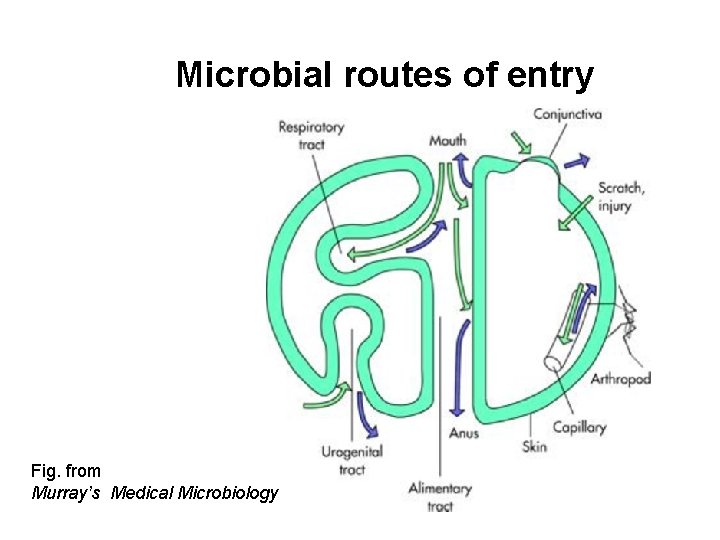 Microbial routes of entry Fig. from Murray’s Medical Microbiology 