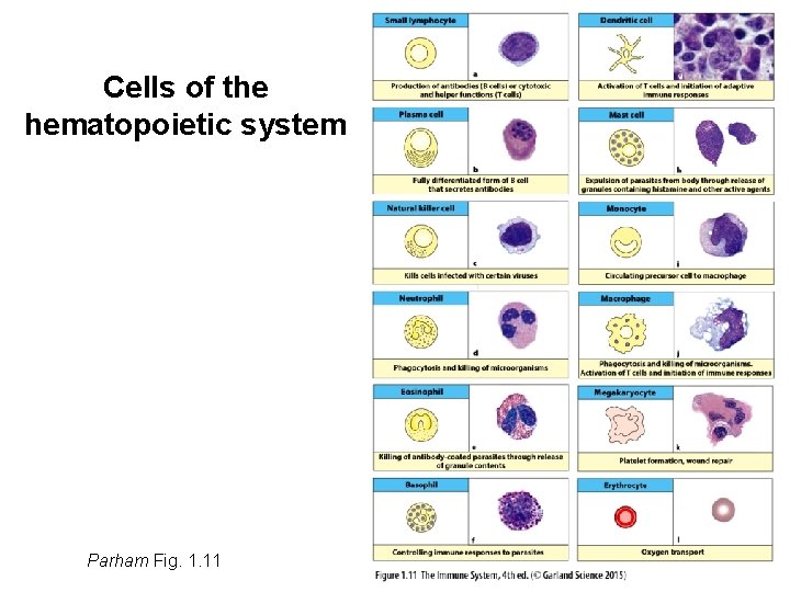 Cells of the hematopoietic system Parham Fig. 1. 11 