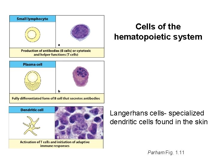 Cells of the hematopoietic system Langerhans cells- specialized dendritic cells found in the skin