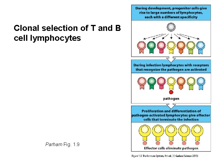 Clonal selection of T and B cell lymphocytes Parham Fig. 1. 9 