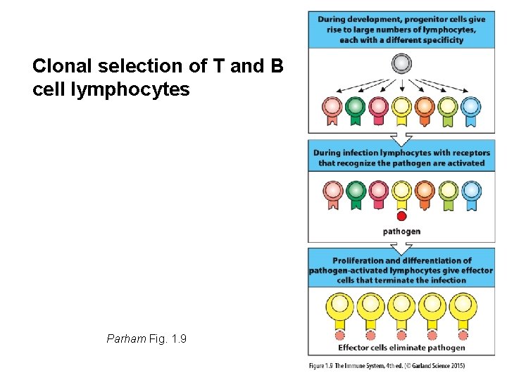 Clonal selection of T and B cell lymphocytes Parham Fig. 1. 9 