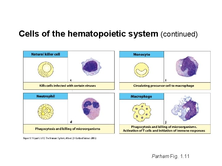 Cells of the hematopoietic system (continued) Parham Fig. 1. 11 