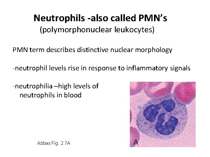 Neutrophils -also called PMN’s (polymorphonuclear leukocytes) PMN term describes distinctive nuclear morphology -neutrophil levels