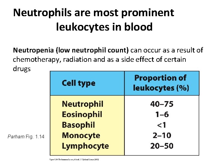 Neutrophils are most prominent leukocytes in blood Neutropenia (low neutrophil count) can occur as