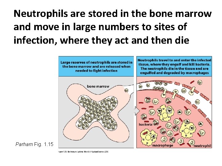 Neutrophils are stored in the bone marrow and move in large numbers to sites
