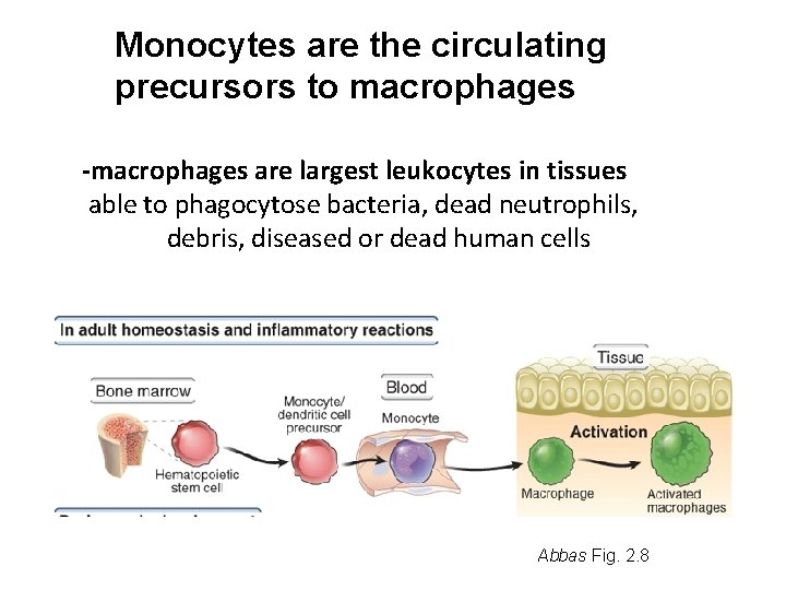 Monocytes are the circulating precursors to macrophages -macrophages are largest leukocytes in tissues able