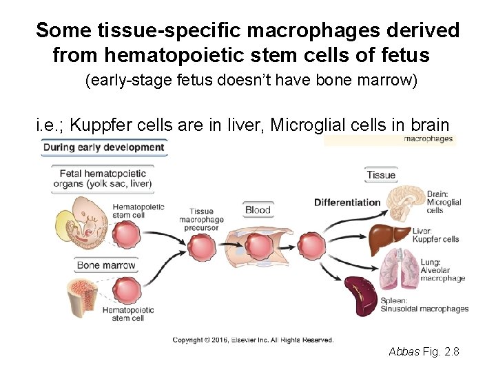 Some tissue-specific macrophages derived from hematopoietic stem cells of fetus (early-stage fetus doesn’t have