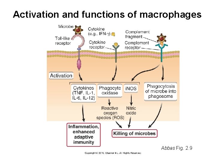 Activation and functions of macrophages Abbas Fig. 2. 9 