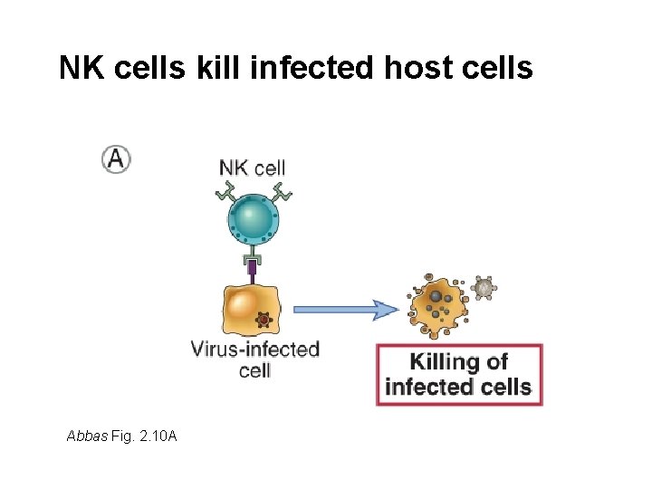 NK cells kill infected host cells Abbas Fig. 2. 10 A 