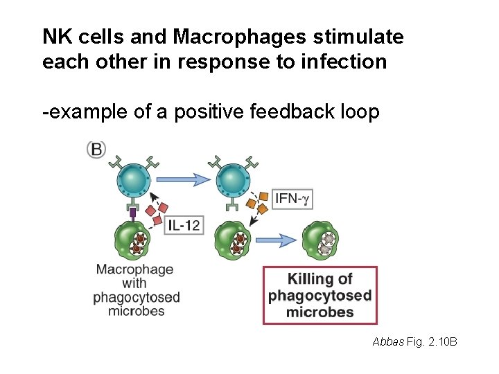 NK cells and Macrophages stimulate each other in response to infection -example of a