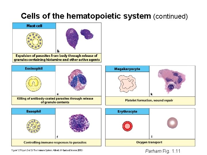 Cells of the hematopoietic system (continued) Parham Fig. 1. 11 