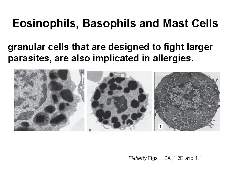 Eosinophils, Basophils and Mast Cells granular cells that are designed to fight larger parasites,