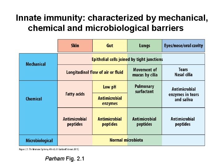 Innate immunity: characterized by mechanical, chemical and microbiological barriers Parham Fig. 2. 1 