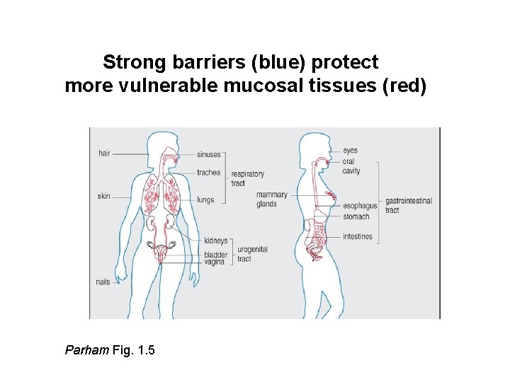 Strong barriers (blue) protect more vulnerable mucosal tissues (red) Parham Fig. 1. 5 