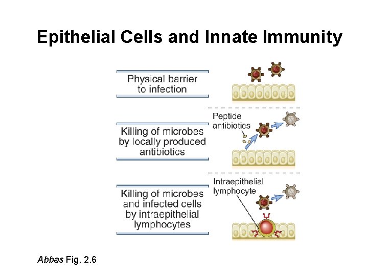 Epithelial Cells and Innate Immunity Abbas Fig. 2. 6 