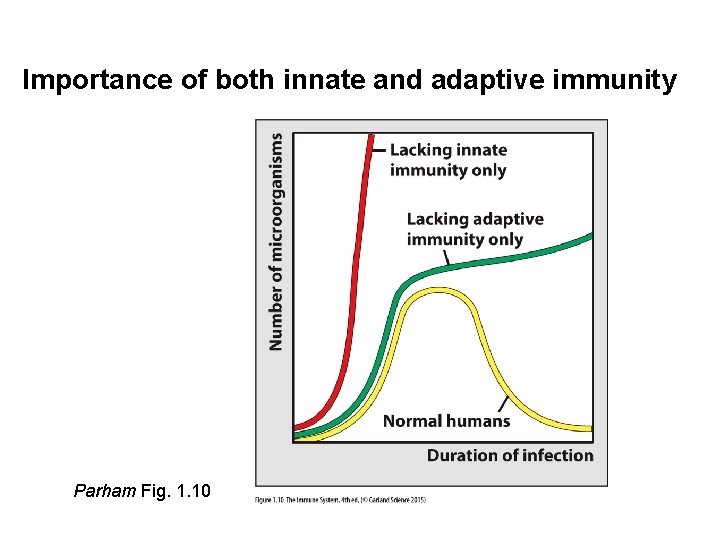 Importance of both innate and adaptive immunity Parham Fig. 1. 10 