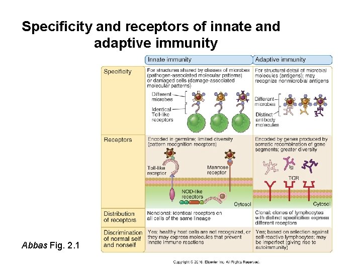 Specificity and receptors of innate and adaptive immunity Abbas Fig. 2. 1 