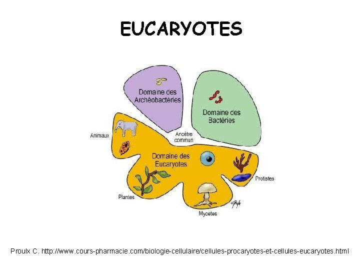 EUCARYOTES Proulx C. http: //www. cours-pharmacie. com/biologie-cellulaire/cellules-procaryotes-et-cellules-eucaryotes. html 