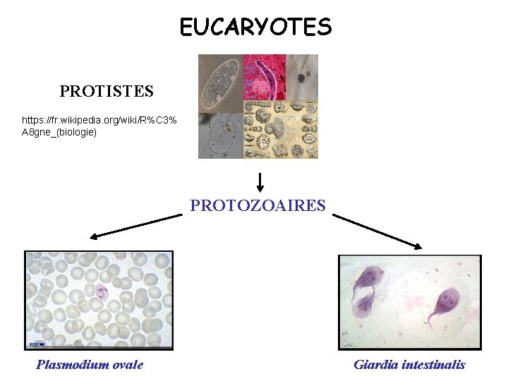 EUCARYOTES PROTISTES https: //fr. wikipedia. org/wiki/R%C 3% A 8 gne_(biologie) PROTOZOAIRES Plasmodium ovale Giardia