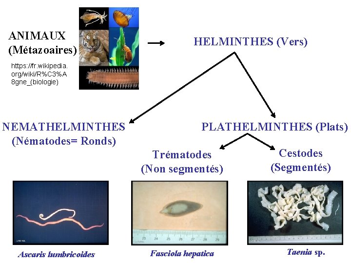 ANIMAUX (Métazoaires) HELMINTHES (Vers) https: //fr. wikipedia. org/wiki/R%C 3%A 8 gne_(biologie) NEMATHELMINTHES (Nématodes= Ronds)