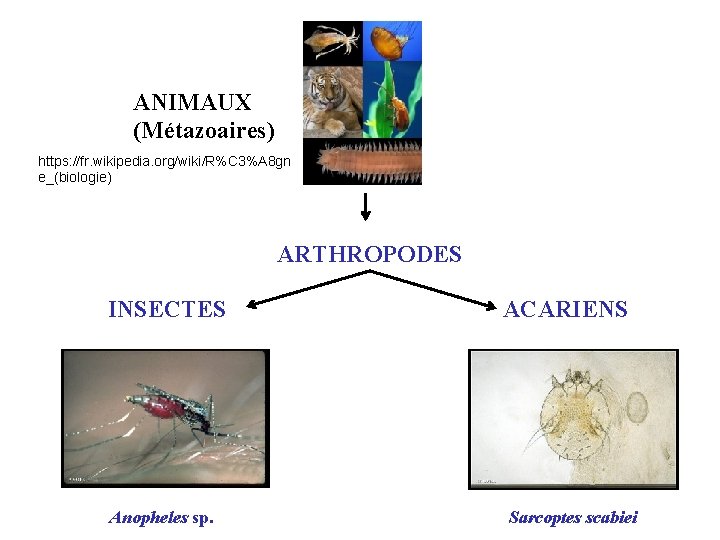 ANIMAUX (Métazoaires) https: //fr. wikipedia. org/wiki/R%C 3%A 8 gn e_(biologie) ARTHROPODES INSECTES Anopheles sp.